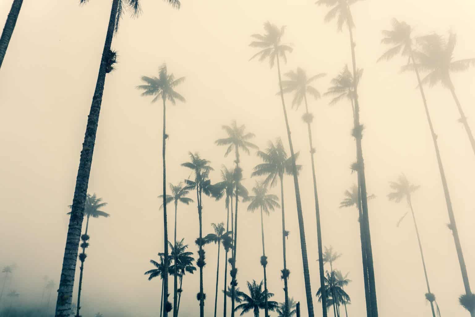 trees in fog