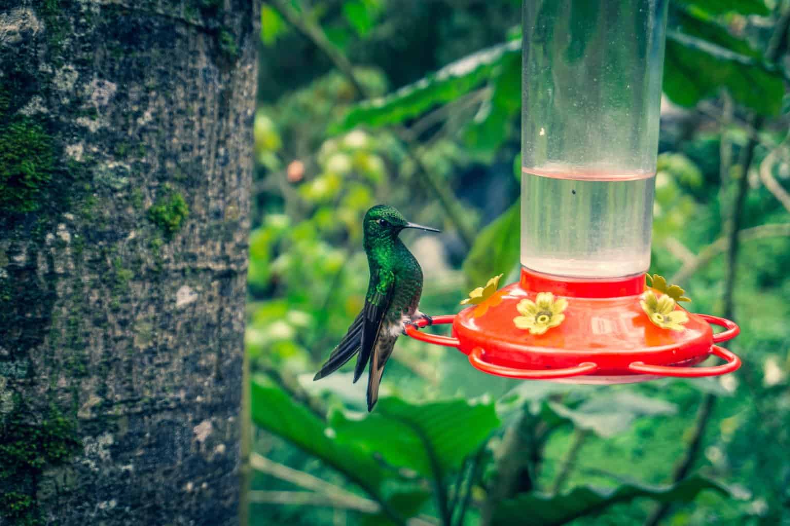 humming bird