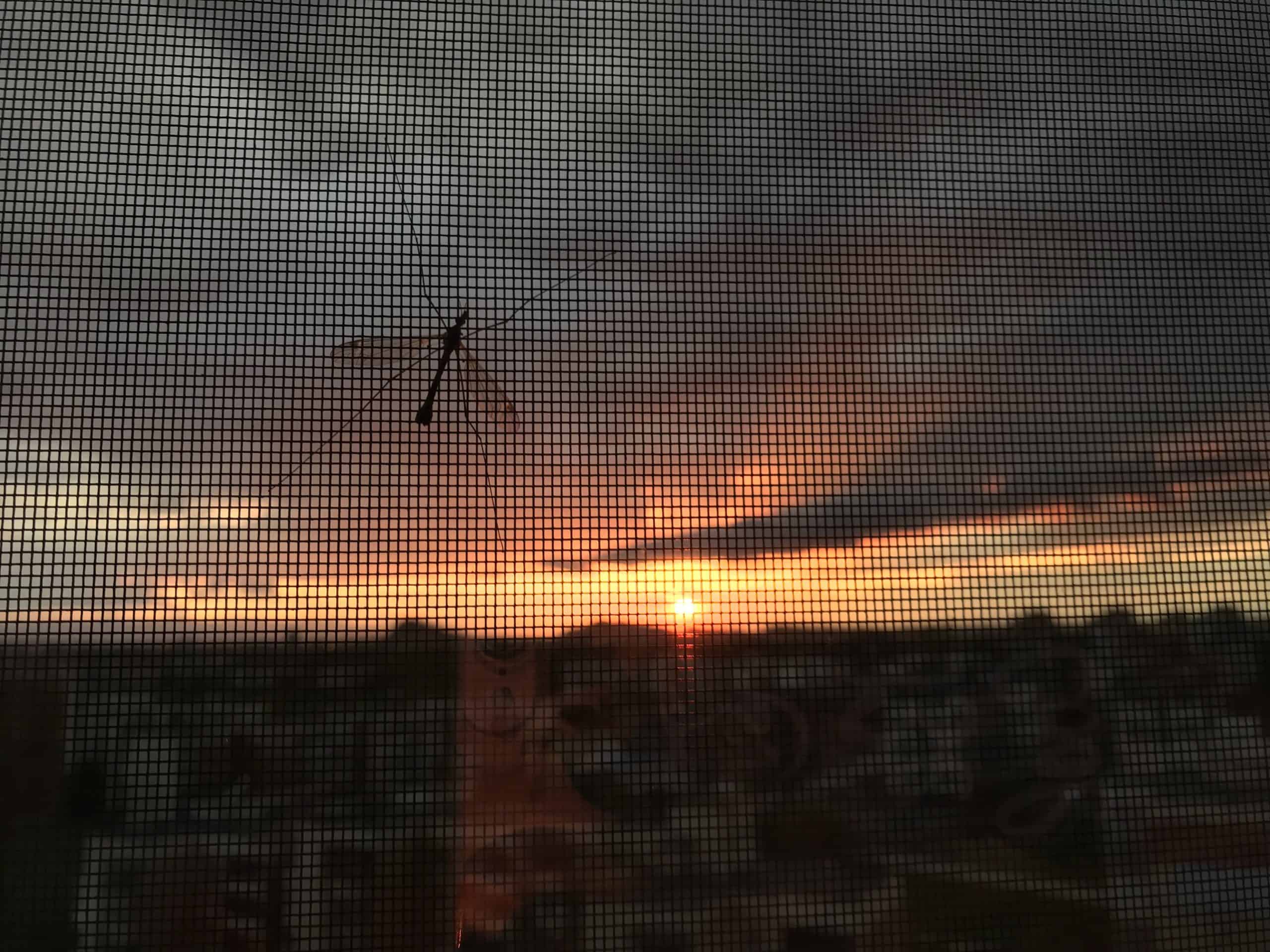 sun set from window with mosquito