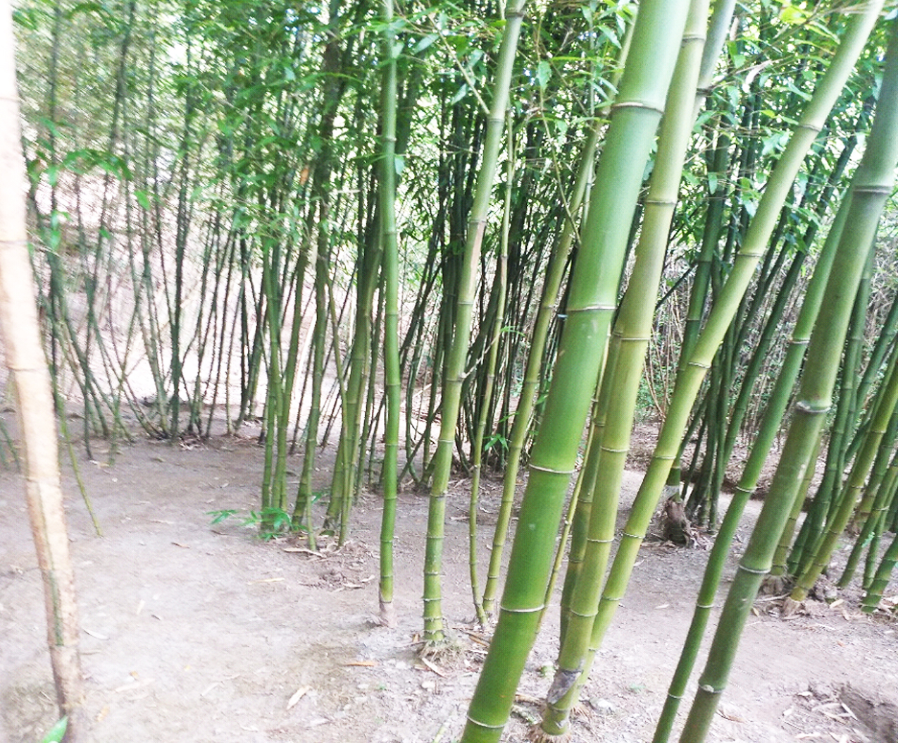 A dense bamboo plantation with tall, green bamboo stalks growing closely together. The vibrant greenery highlights sustainable reforestation efforts aimed at restoring degraded lands and promoting environmental conservation. A dense bamboo plantation with tall, green bamboo stalks growing closely together. The vibrant greenery highlights sustainable reforestation efforts aimed at restoring degraded lands and promoting environmental conservation.