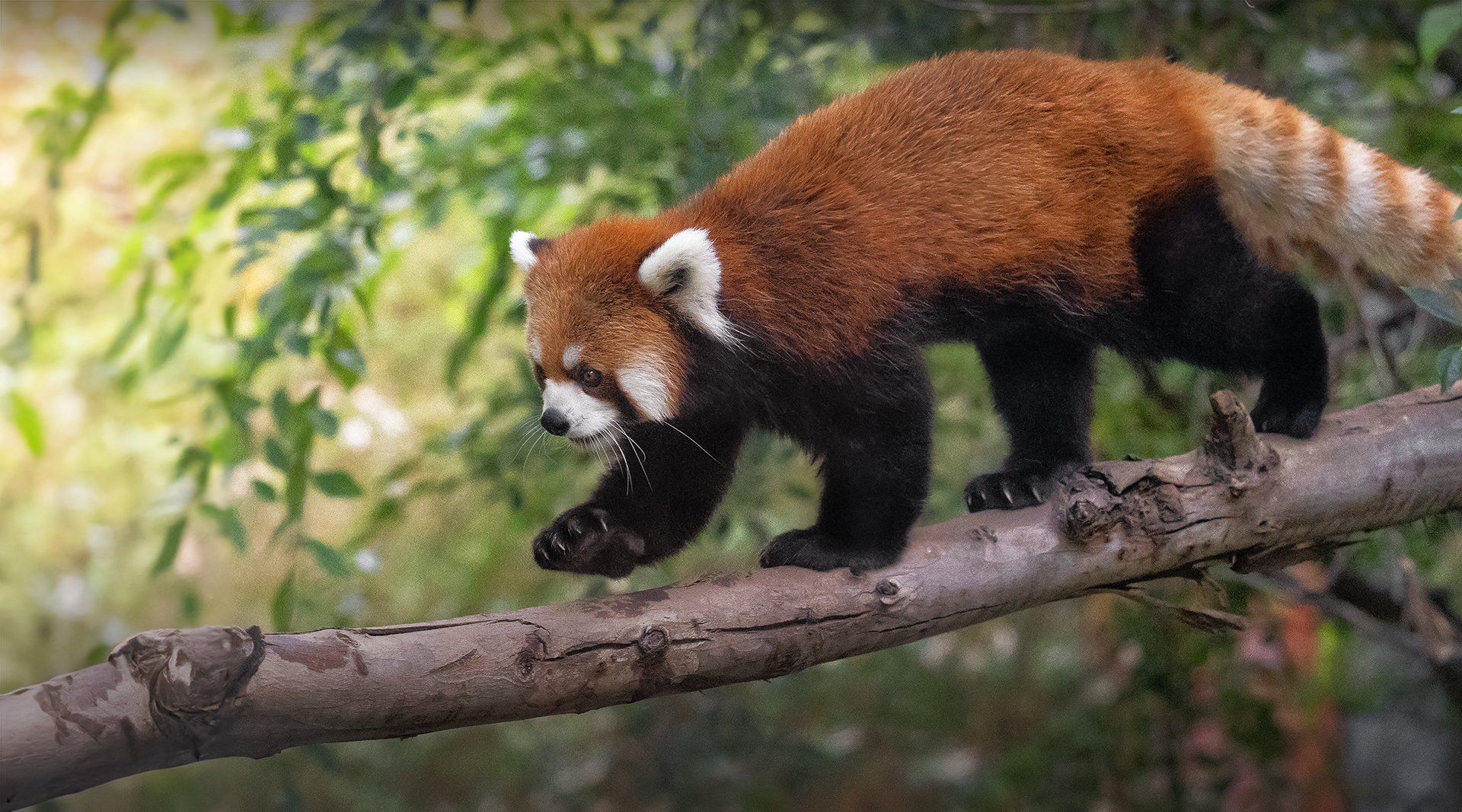 red panda