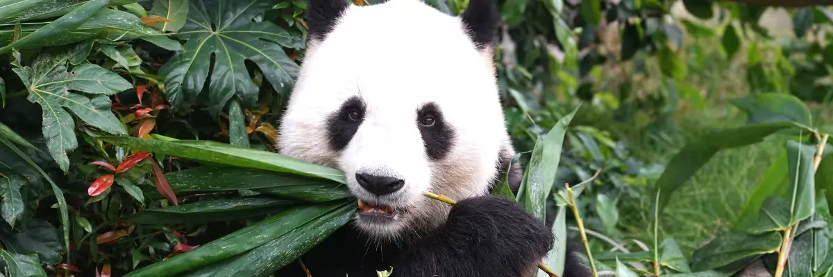 pandas at san diego zoo