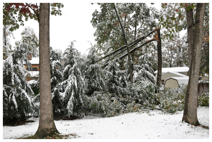 Lakeland Tree Service team ready for winter tree emergencies in Willmar, MN