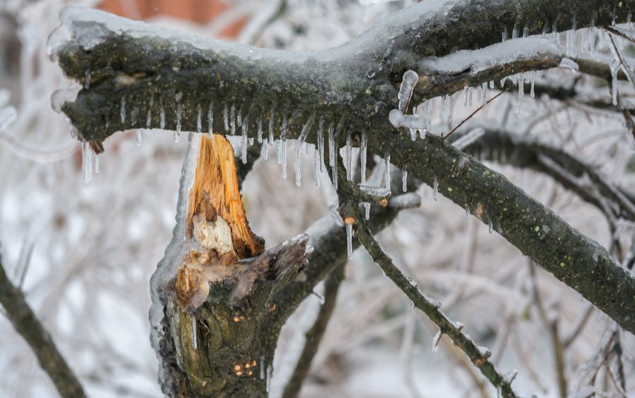 Close up of Ice Damage on a Tree in Willmar MN