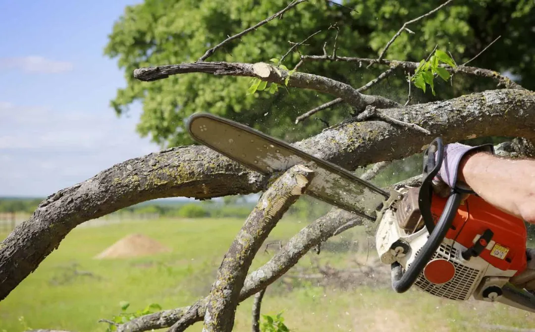 Tree removal using a chainsaw and a professional crew in Willmar, MN