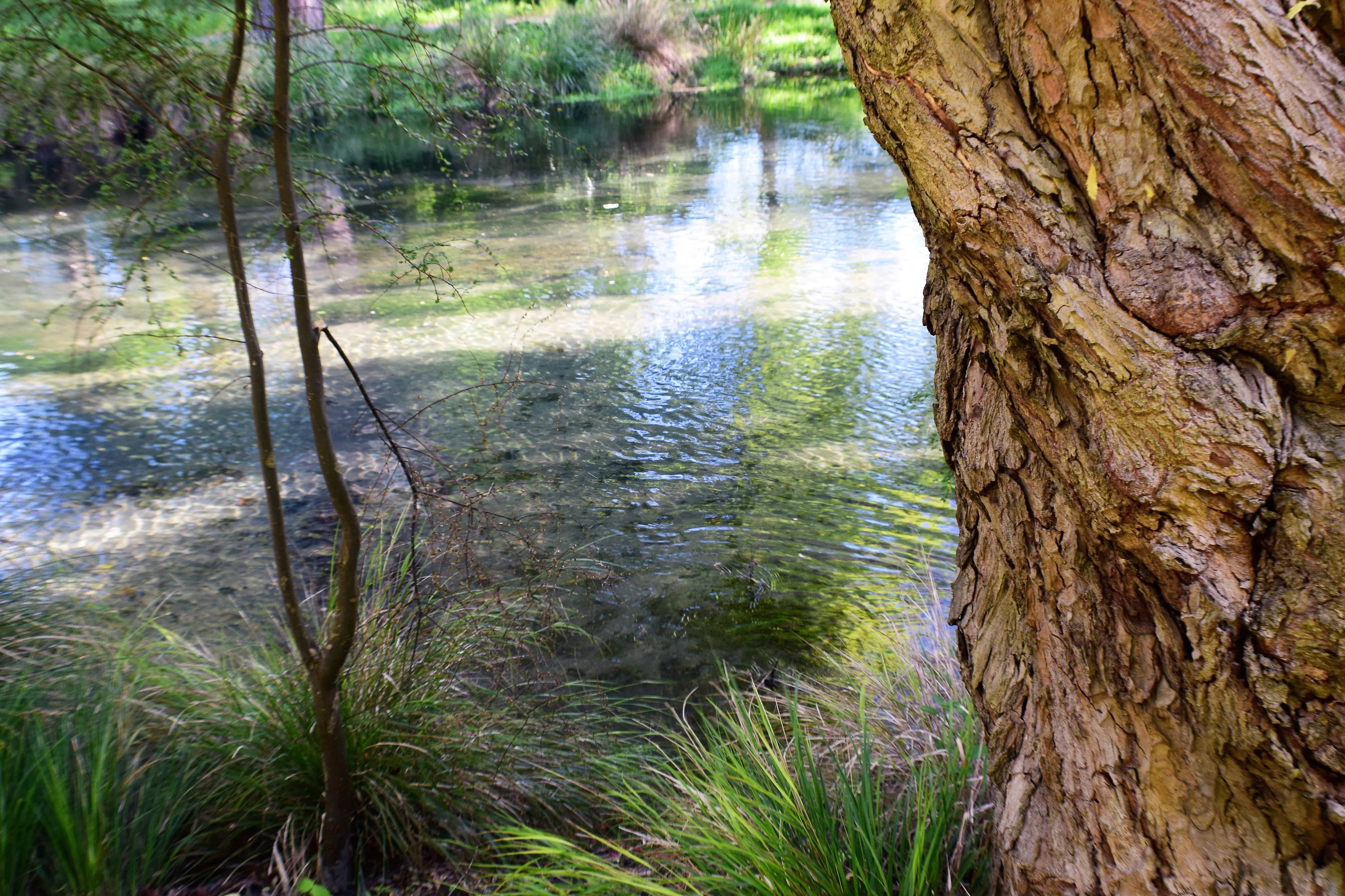 tree beside a placid stream