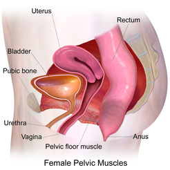 urinary infection bodyworks blog urinary infection bodyworks blog