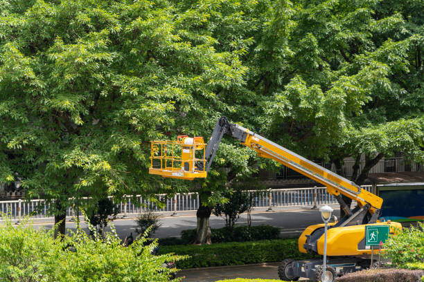 Tree Service