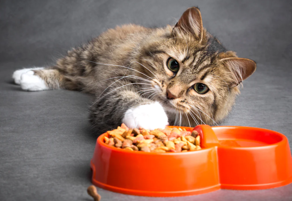 Kitty easting food picky eater Kitty easting food picky eater