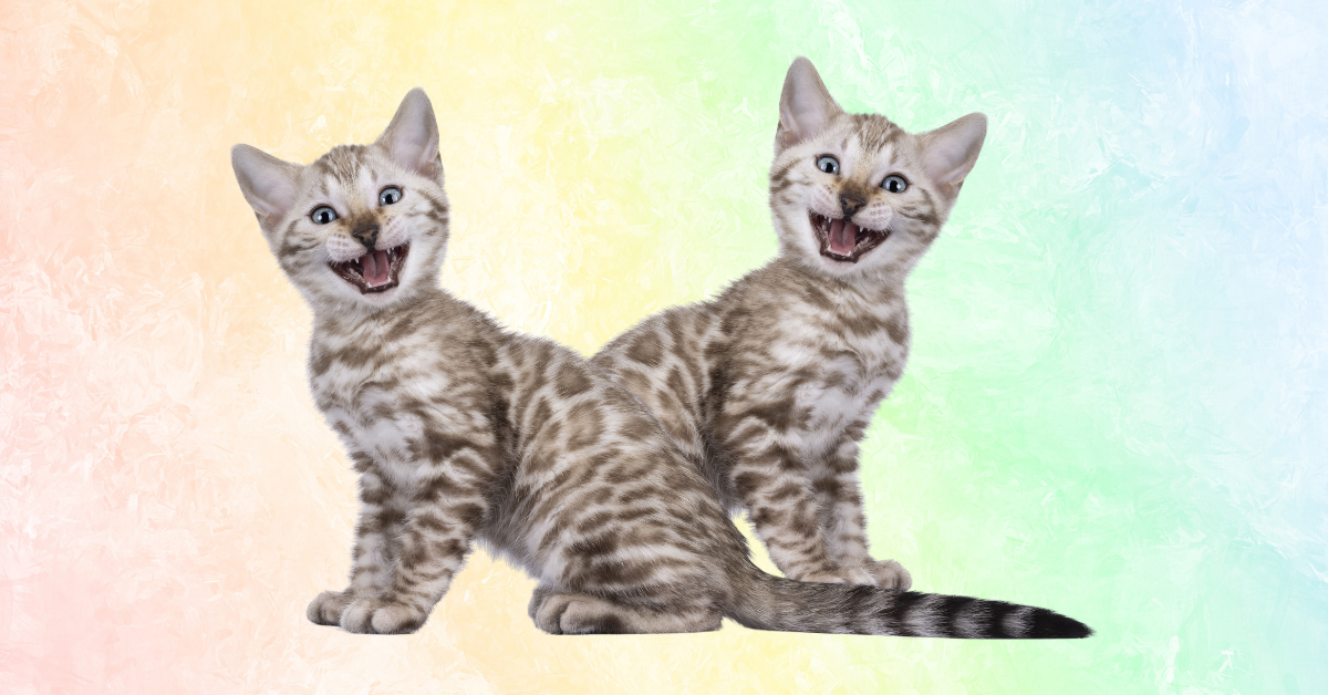 Happy Healthy Cats Happy Healthy Cats