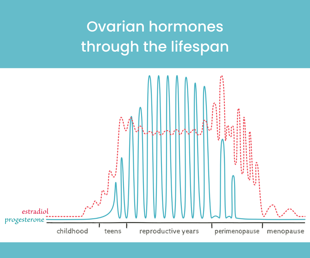 Ovulation across the lifespan (uploaded in media file - stock images) Reference - Prof Jerilynn Prior at Centre for Menstrual Cycle and Ovulation Research Ovulation across the lifespan (uploaded in media file - stock images) Reference - Prof Jerilynn Prior at Centre for Menstrual Cycle and Ovulation Research