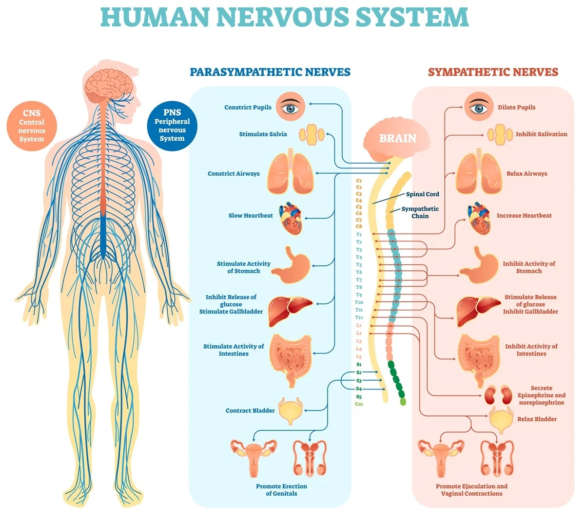 Visual showing how the sympathetic and parasympathetic nervous systems function Visual showing how the sympathetic and parasympathetic nervous systems function