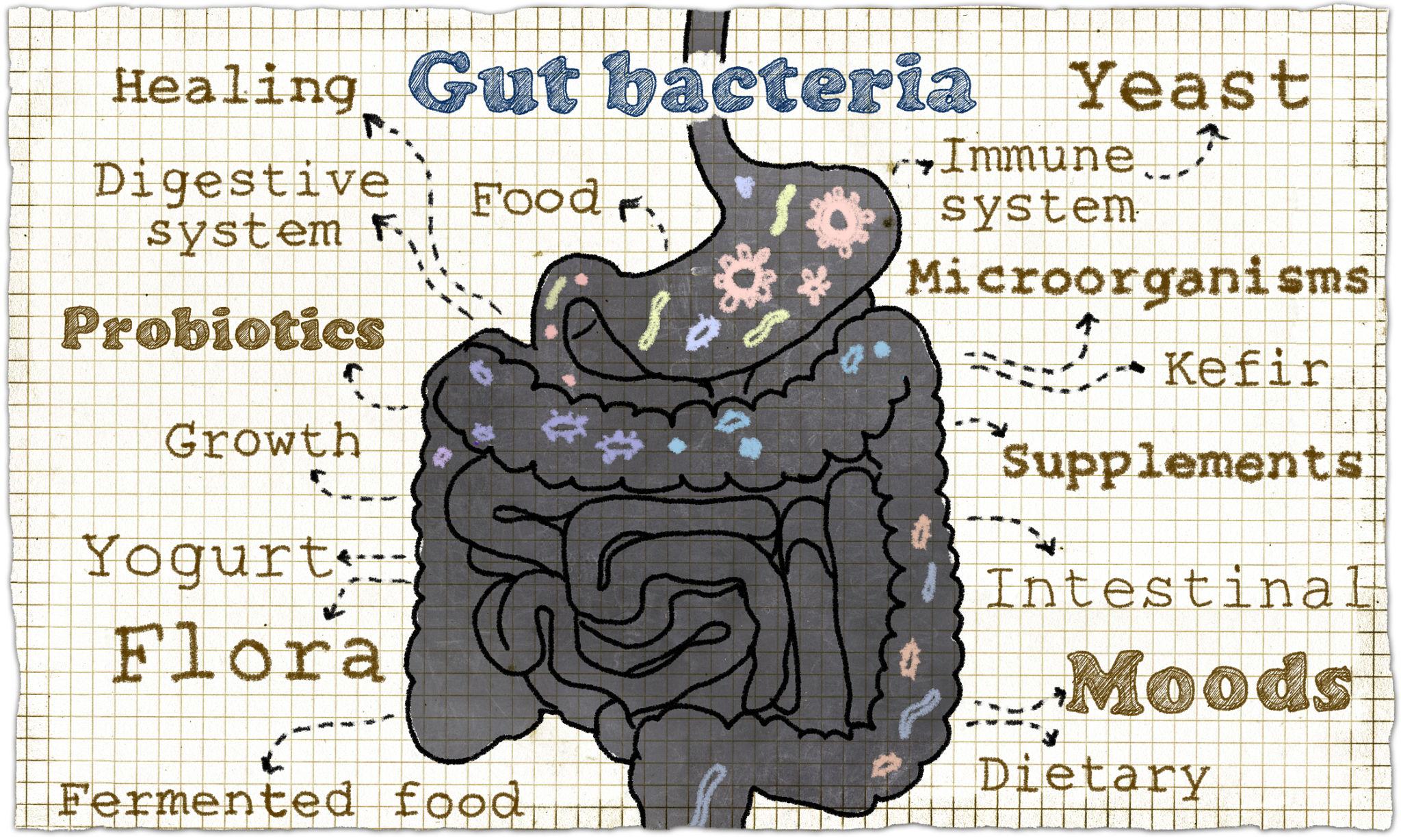 Diagram of the digestive system showing gut bacteria, digestion and inflammation pathways related to women’s gut health symptoms Diagram of the digestive system showing gut bacteria, digestion and inflammation pathways related to women’s gut health symptoms