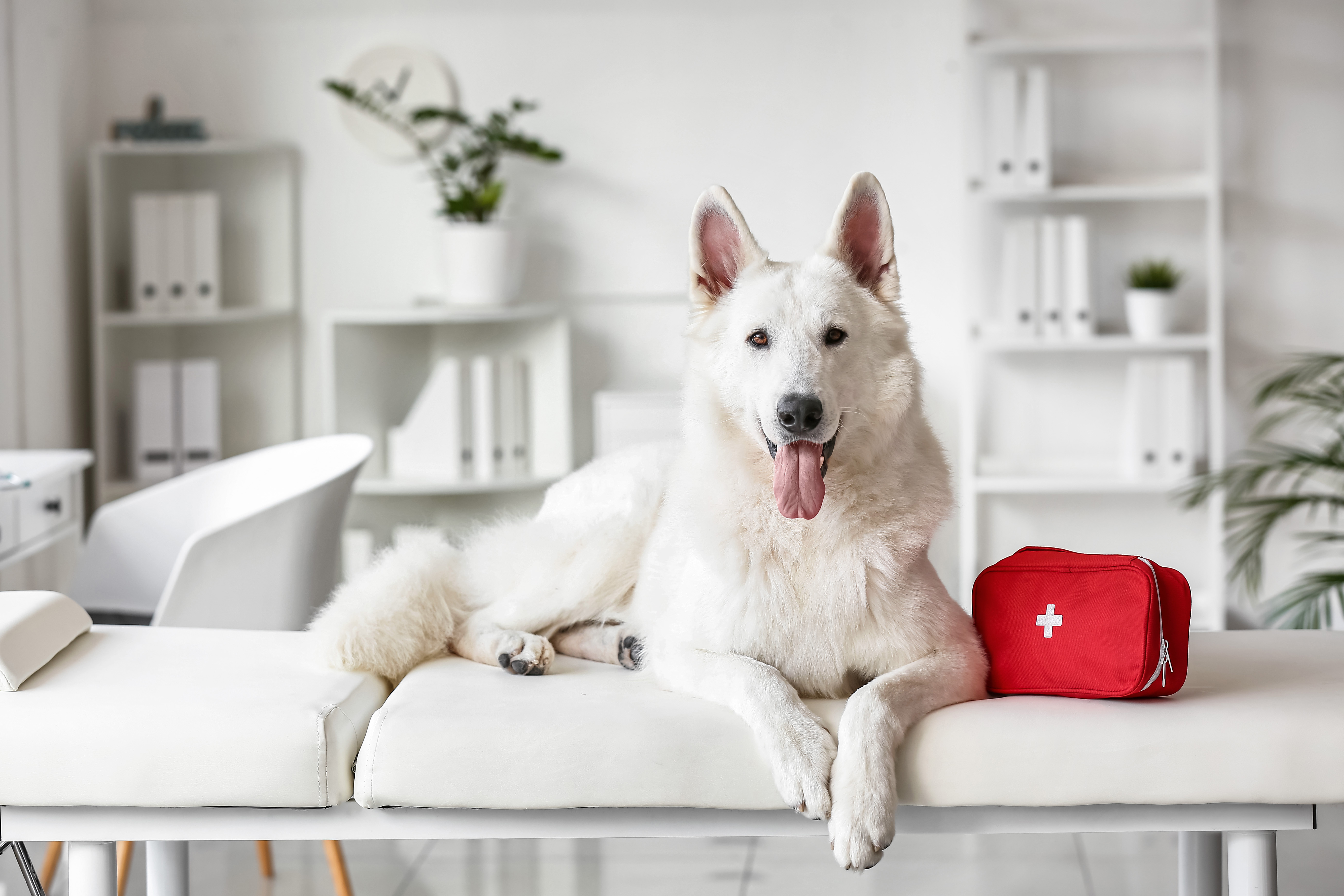 Pet First Aid & CPR Class - 5 Hour Sat January 4th, 2025 9:00 - 2:00PM