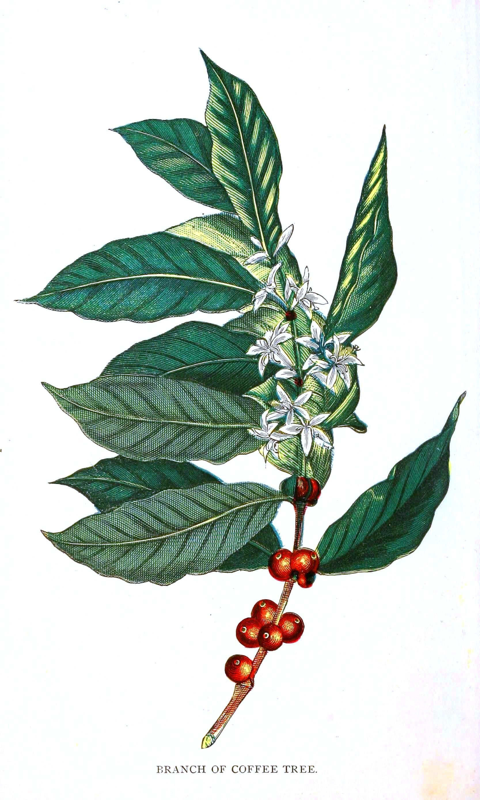 Coffee plant