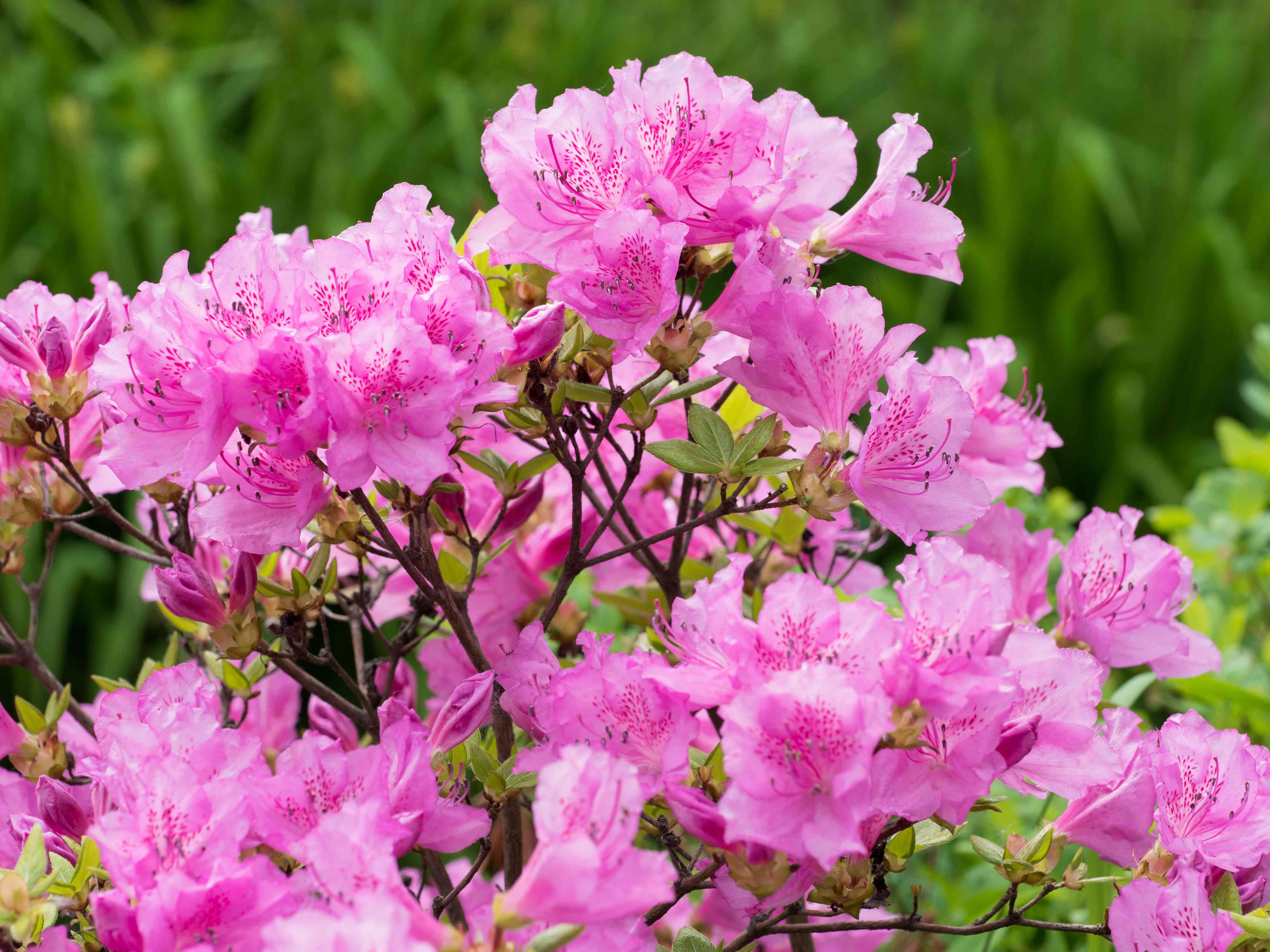 Azaleas - South Louisiana Landscaping Azaleas - South Louisiana Landscaping