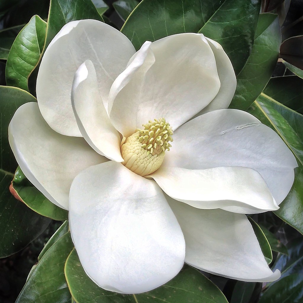 Magnolia - South Louisiana Landscaping Magnolia - South Louisiana Landscaping