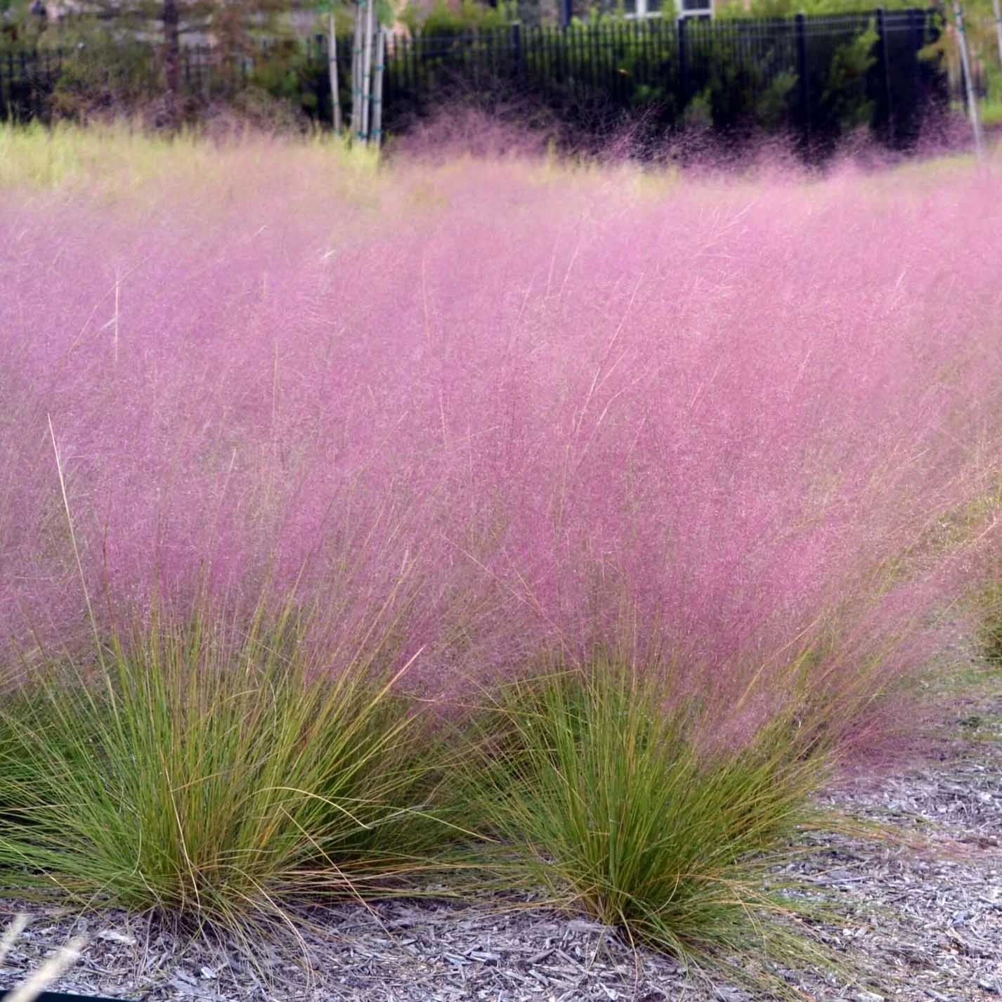 Muhly Grass - South Louisiana Landscaping Muhly Grass - South Louisiana Landscaping