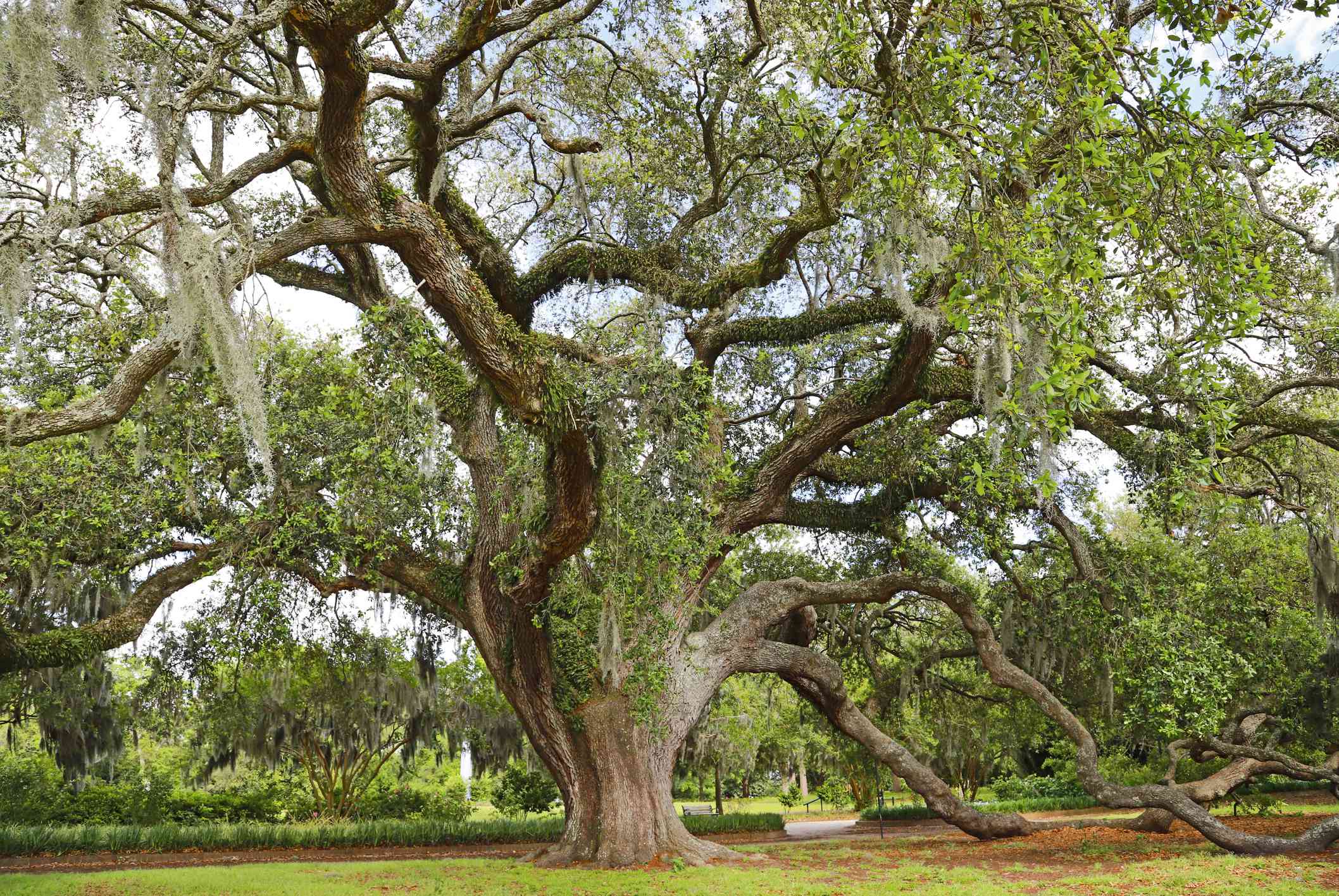 Live Oak - South Louisiana Landscaping Live Oak - South Louisiana Landscaping