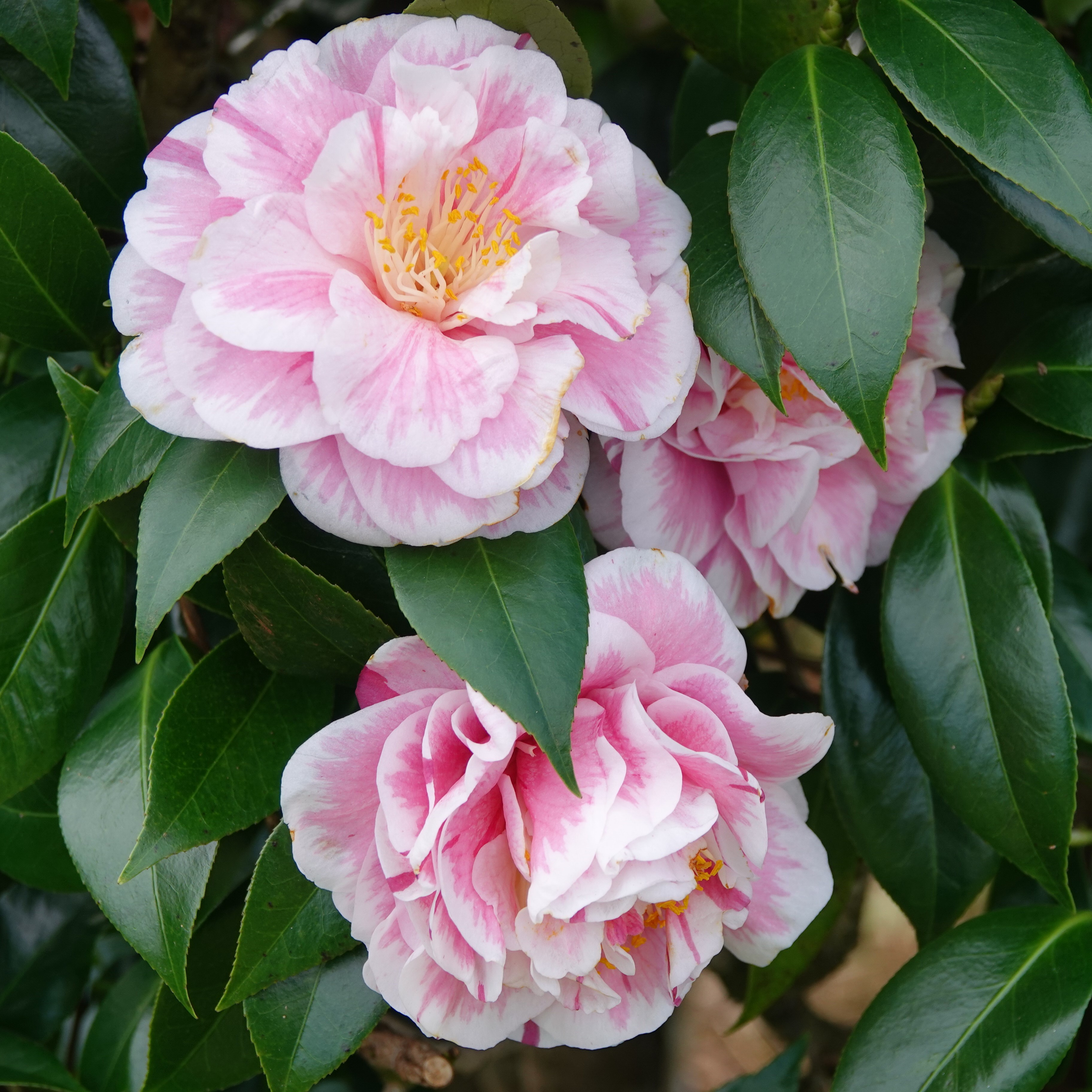 Camellias - South Louisiana Landscaping Camellias - South Louisiana Landscaping