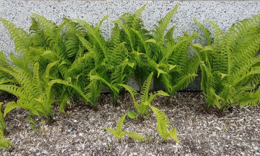 Ferns - South Louisiana Landscaping Ferns - South Louisiana Landscaping