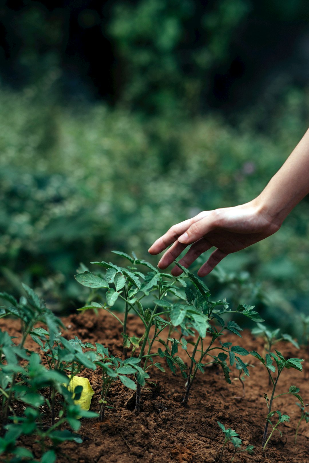 What Types of Fertilizers Are Best for Central Coast Lawns? What Types of Fertilizers Are Best for Central Coast Lawns?