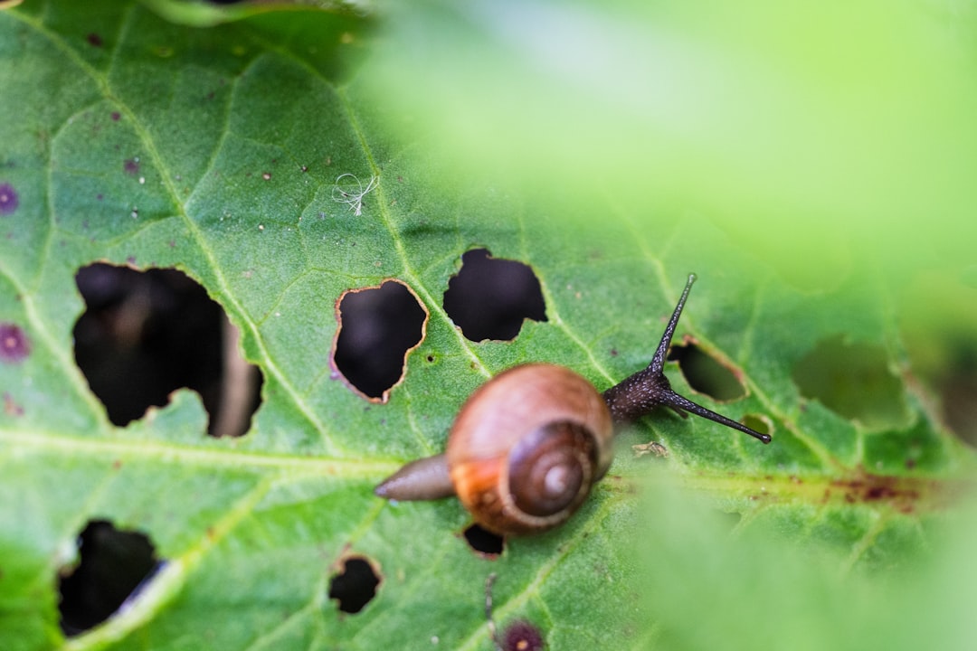 What Are Some Common Pests and Diseases for Central Coast Lawns? What Are Some Common Pests and Diseases for Central Coast Lawns?