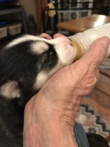 Puppy being Bottle Fed