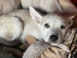 Adorable Puppy in Blankets