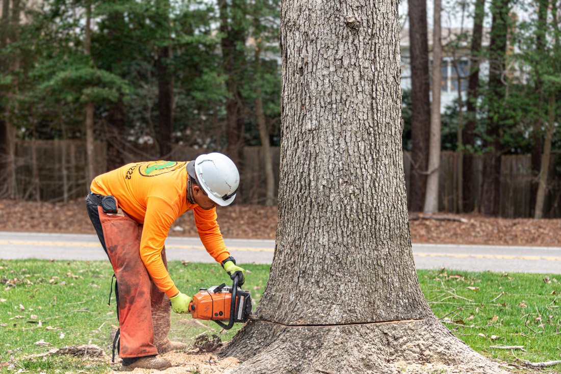 Tree Removal