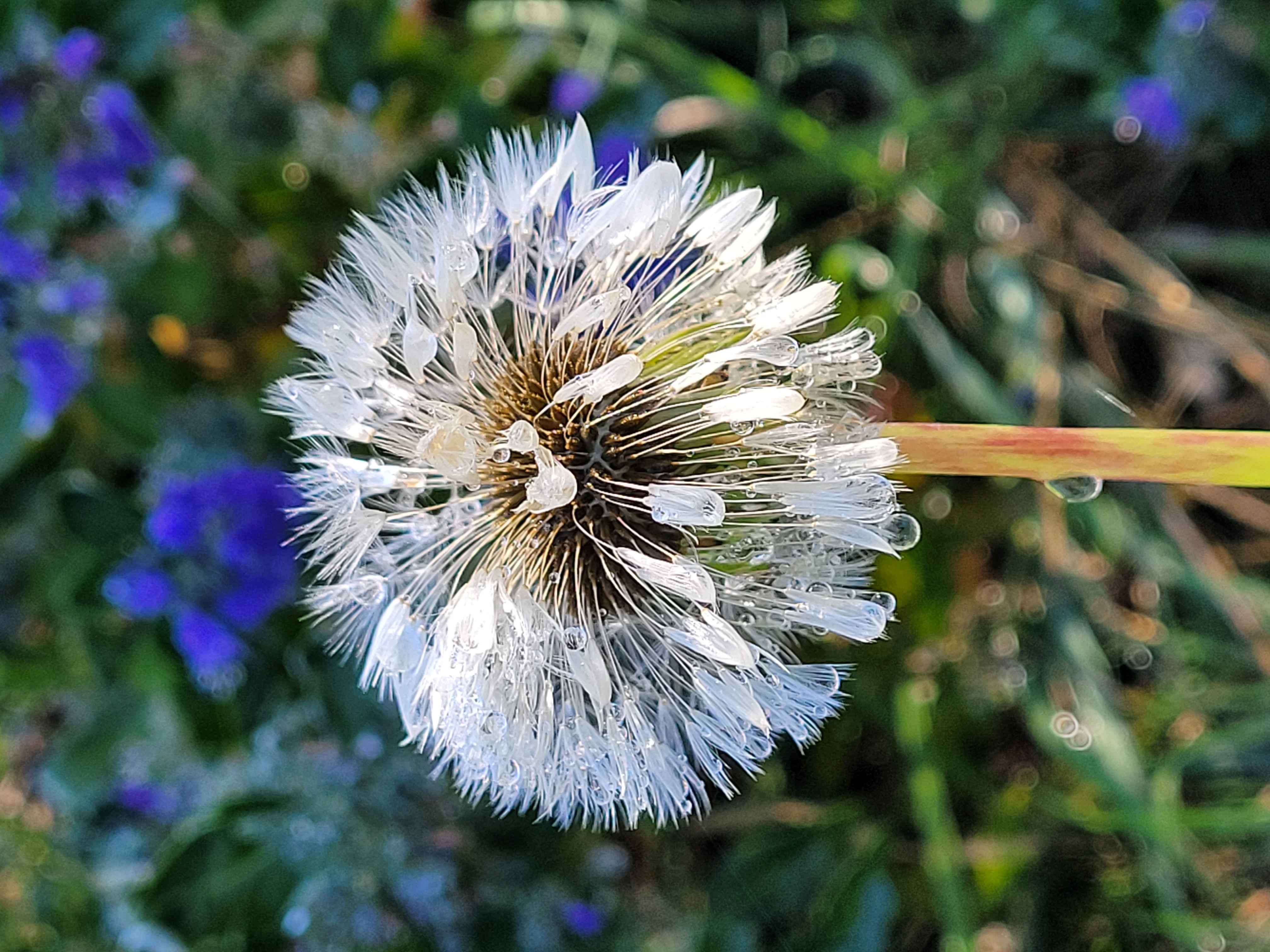 Dandelion wishes