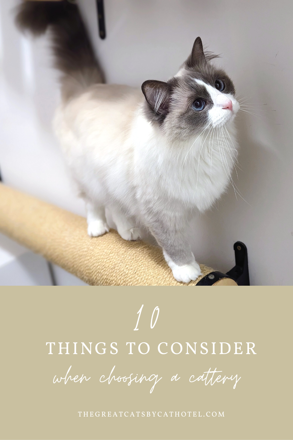 Ragdoll cat with text that reads 10 things to consider when choosing a cattery