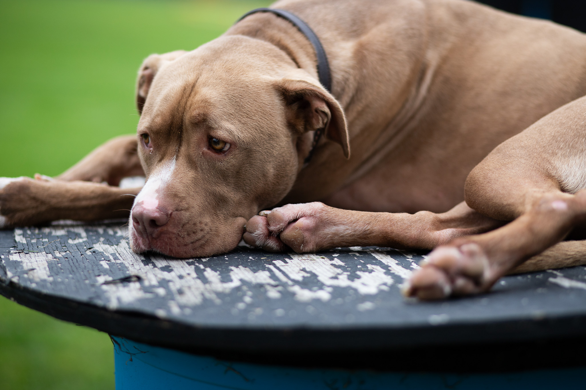 separation anxiety in dogs, dog separation anxiety, how to stop dog barking when left alone, dog independence training, crate training for anxiety, new rescue dog separation anxiety, dog behaviorist, pet camera, dog training tips.