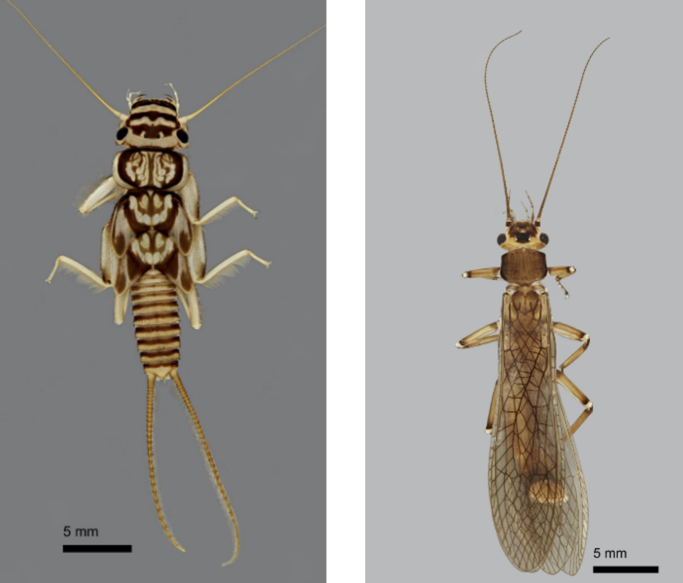 acroneuria acroneuria