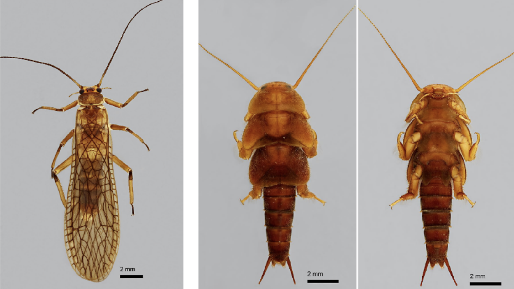 tallaperla tallaperla