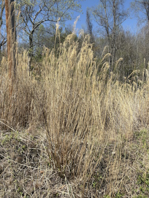 Miscanthus Miscanthus
