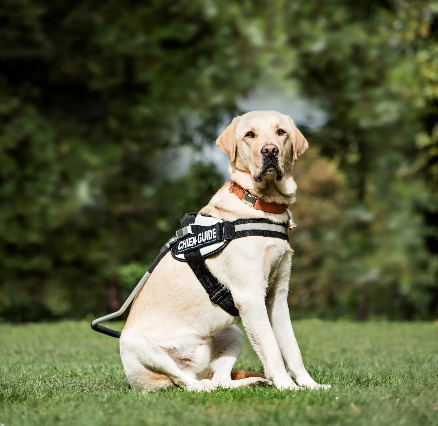 Owner organizing travel documents for a service dog