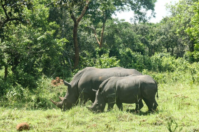 Rhino