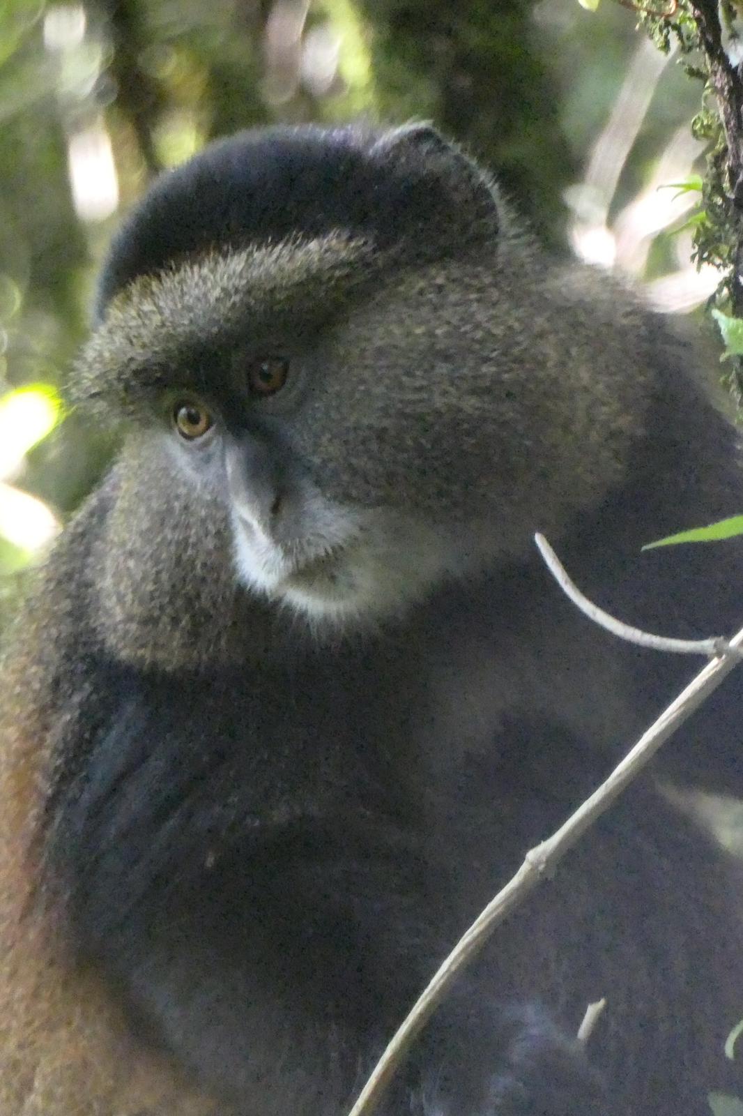 Monkey in Uganda