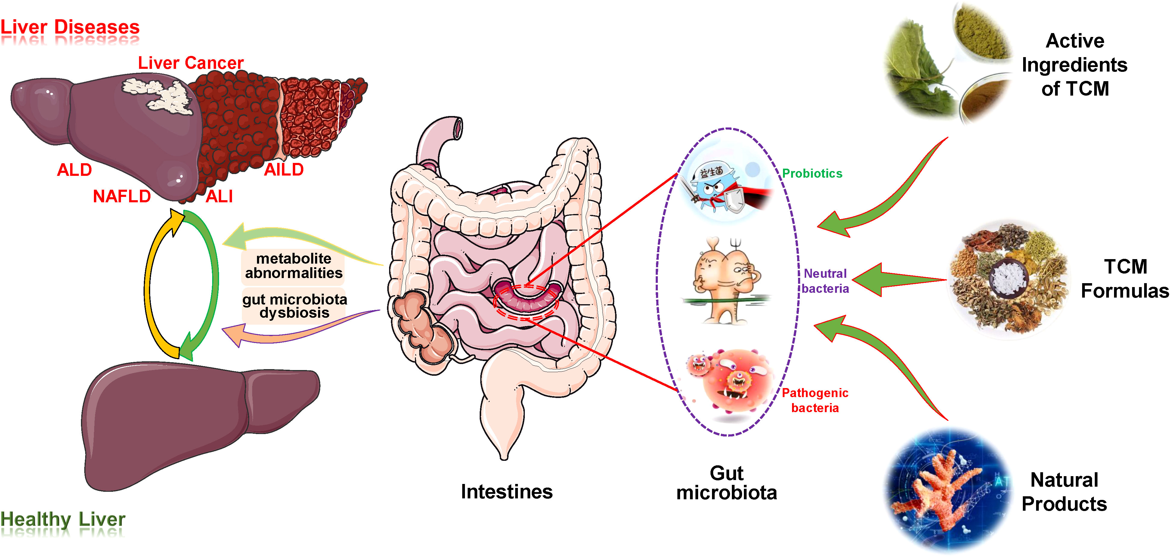 gut microbiome