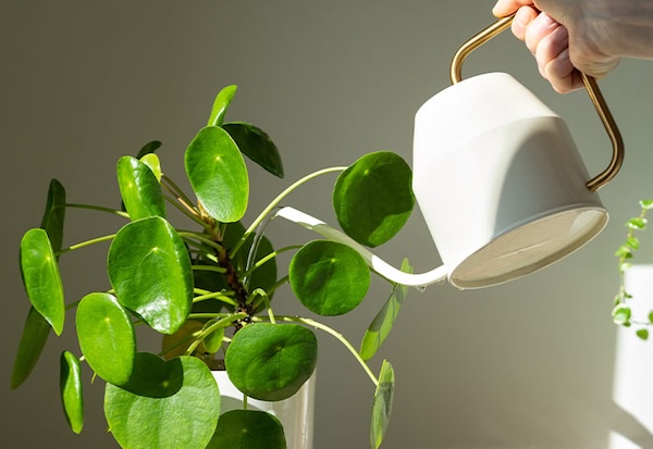 watering houseplant watering houseplant
