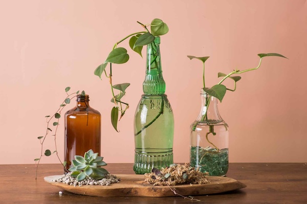 plant clippings in moss and water plant clippings in moss and water