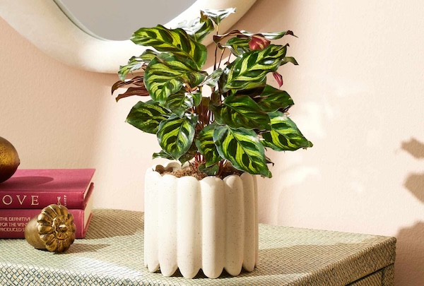 calathea in pot