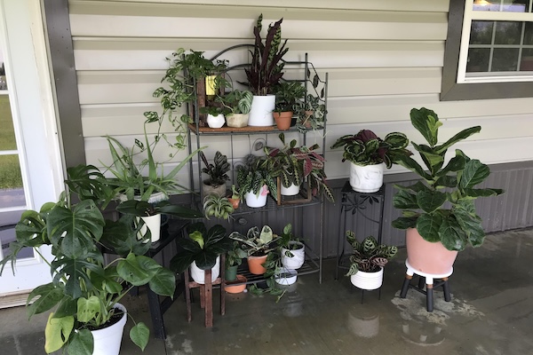 plants on a porch