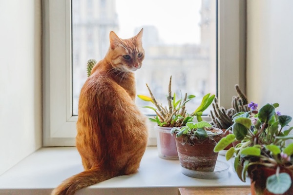 cat sitting in window sill with plants cat sitting in window sill with plants