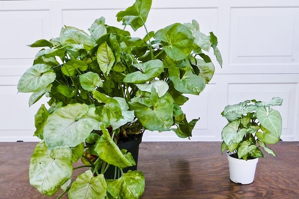 large and small plants large and small plants