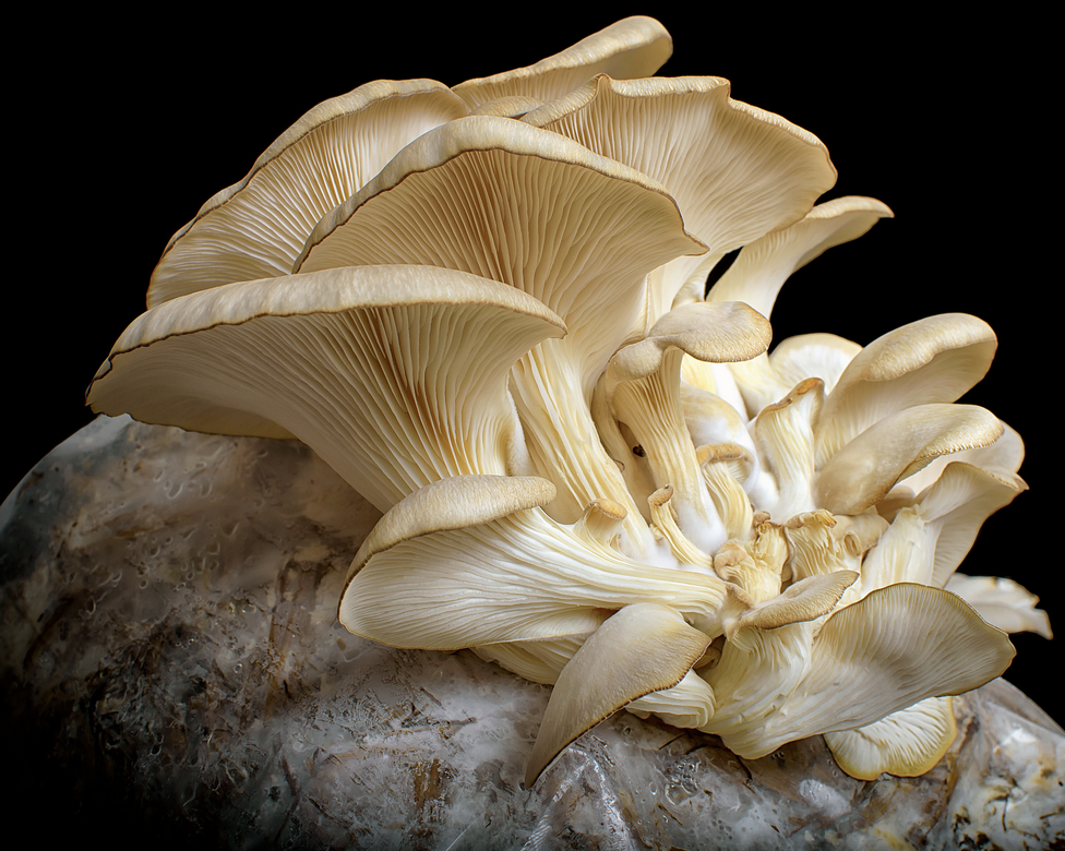 Oyster Mushroom Oyster Mushroom