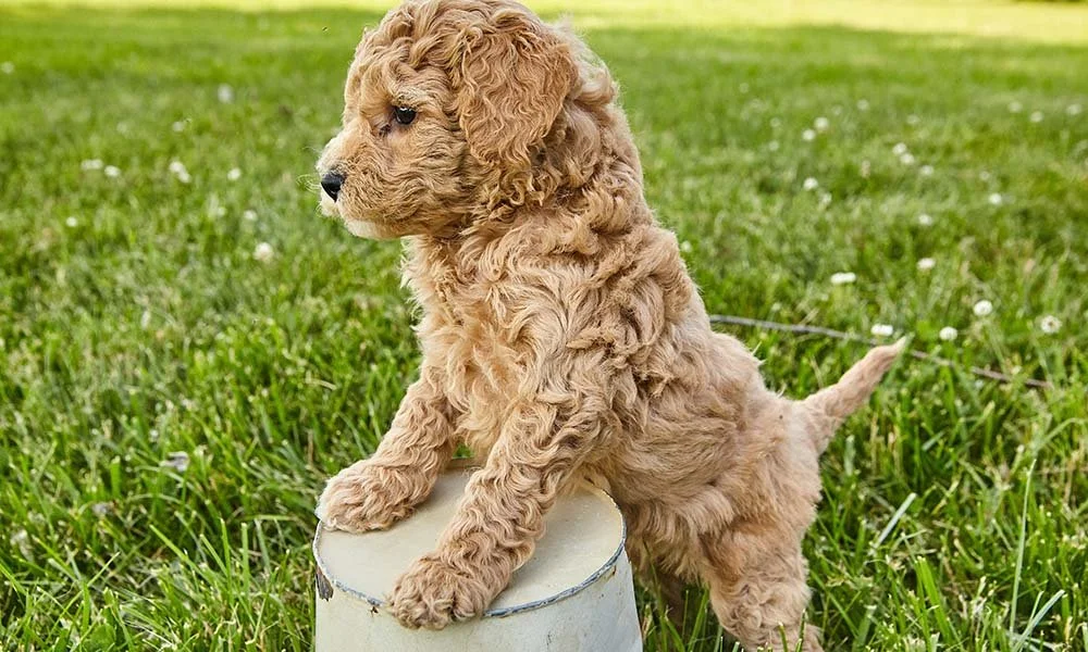 — James & Nicole, Palmerston