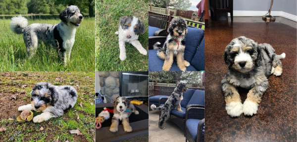 Bernedoodle Colors