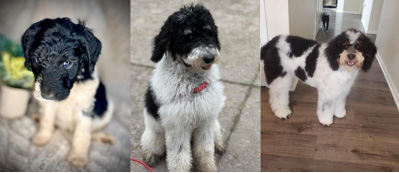 black, white, bernedoodle, border collie